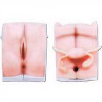 FEMALE CATHETER MODEL (SOFT)